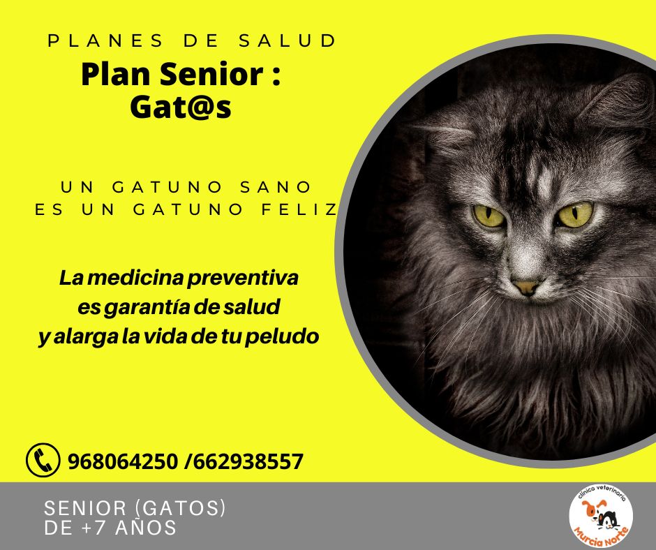 plan salud gato, planes de salud, medicina preventiva veterinaria, plan salud murcia